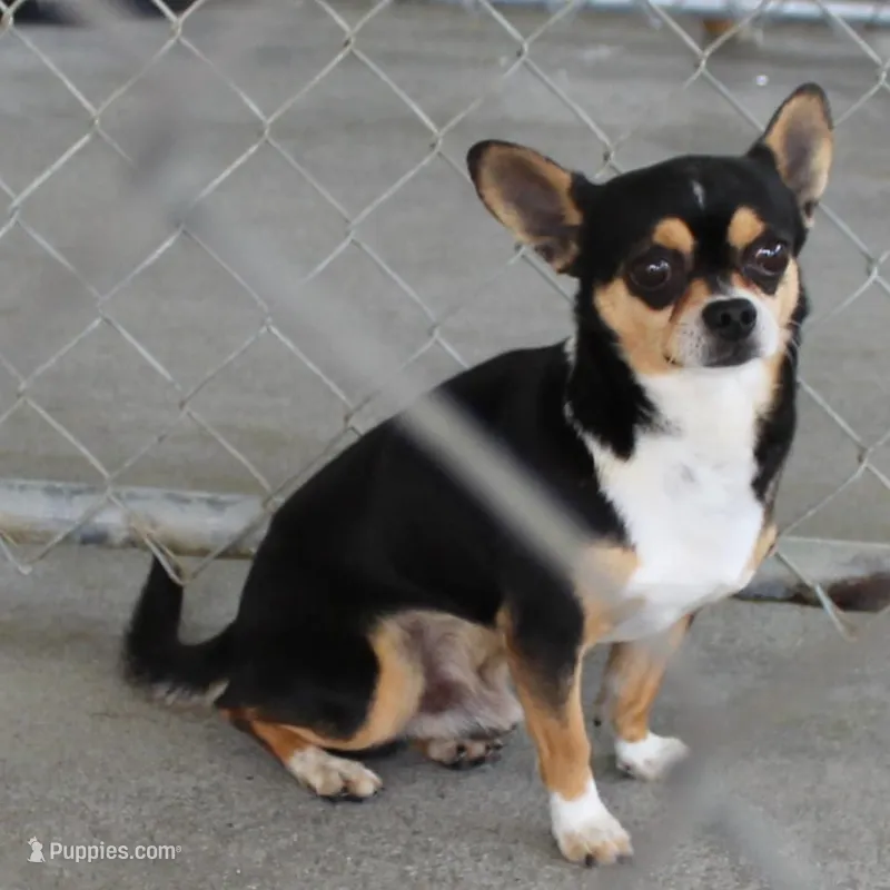 AKC Mickey – Chihuahua puppy for sale in Mount Olive, NC