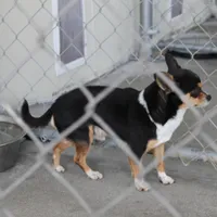 AKC Mickey, a male Chihuahua for sale in Mount Olive, NC – Photo 3 of 10