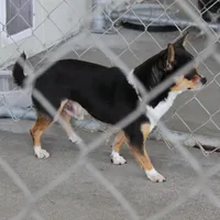 AKC Mickey, a male Chihuahua for sale in Mount Olive, NC – Photo 6 of 10