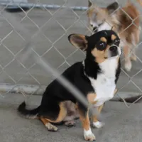 AKC Mickey, a male Chihuahua for sale in Mount Olive, NC – Photo 5 of 10