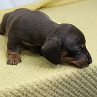 AKC Maggie's Chocolate & Tan Female Puppy 2, a female Miniature Dachshund for sale in Mount Olive, NC – 10 of 10