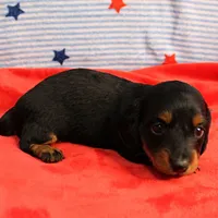 AKC Sallie's Black & Tan, Long Coat Female Puppy 1, a female Miniature Dachshund for sale in Mount Olive, NC – 7 of 10