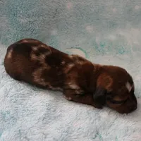 AKC Freckles Red Dapple Male Puppy 7, a male Miniature Dachshund for sale in Mount Olive, NC – 10 of 10