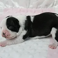 AKC Polly's Black & White Female Puppy 2, a female Boston Terrier for sale in Mount Olive, NC – 7 of 7
