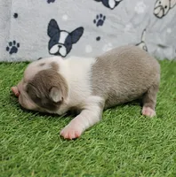 AKC Willow's Lilac & White Male Puppy 3, a male Boston Terrier for sale in Mount Olive, NC – 2 of 10