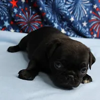 AKC Candy's Black Female Puppy 1, a female Pug for sale in Mount Olive, NC – 1 of 9