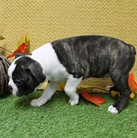 AKC Puddin's Black & White Brindle Male 2, a male Boston Terrier for sale in Mount Olive, NC – 7 of 7