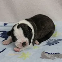 AKC Puddin's Black & White Brindle Male 2, a male Boston Terrier for sale in Mount Olive, NC – 9 of 10