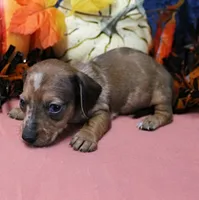 AKC Freckles Chocolate & Tan Dapple Female Puppy 5, a female Miniature Dachshund for sale in Mount Olive, NC – 2 of 10