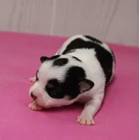 Chelsea's Black, White & Tan Party Female Puppy 1, a female Chihuahua for sale in Mount Olive, NC – 4 of 9