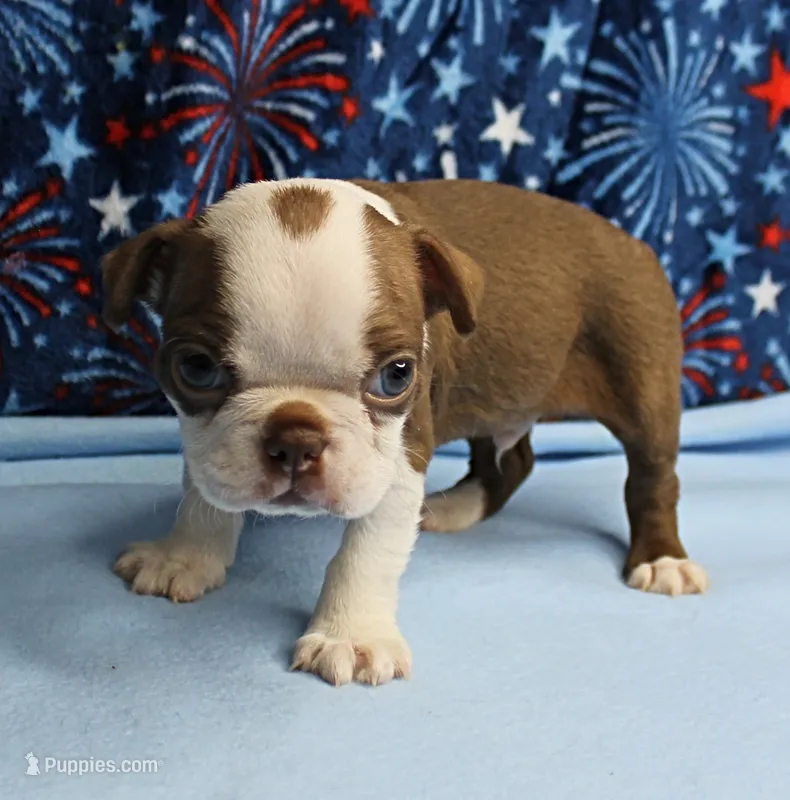 Zoey's Seal & White Male Puppy 4 – Boston Terrier puppy for sale in Mount Olive, NC
