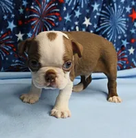 Zoey's Seal & White Male Puppy 4, a male Boston Terrier for sale in Mount Olive, NC – 1 of 9