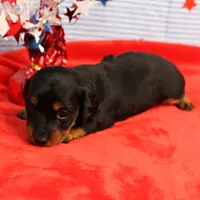 AKC Sallie's Black & Tan, Long Coat Female Puppy 1, a female Miniature Dachshund for sale in Mount Olive, NC – 8 of 10