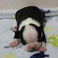 AKC Polly's Black & White Male Puppy 5, a male Boston Terrier for sale in Mount Olive, NC – 4 of 10