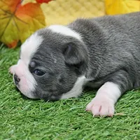 AKC Annie's Silver & White Female Puppy 1, a female Boston Terrier for sale in Mount Olive, NC – 8 of 9