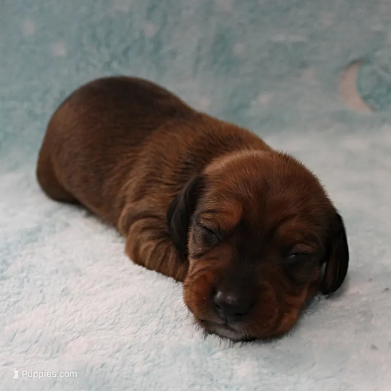 AKC Robin's Red Male Puppy 4 – Miniature Dachshund puppy for sale in Mount Olive, NC