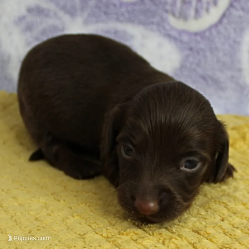 AKC Taylor's Black & Tan Male Puppy 3 – Miniature Dachshund puppy on hold in Mount Olive, NC