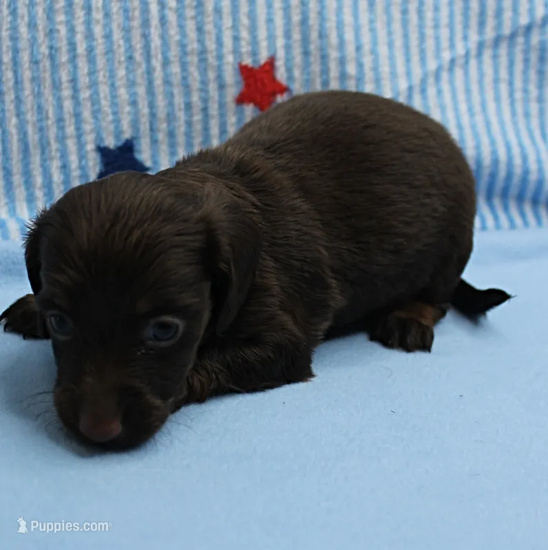 AKC Taylor's Chocolate Male Puppy 2 – Miniature Dachshund puppy on hold in Mount Olive, NC
