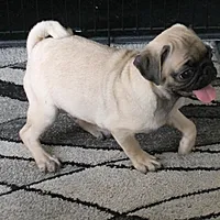 AKC Rosie's Female Puppy 1, a female Pug for sale in Mount Olive, NC – Photo 5 of 10