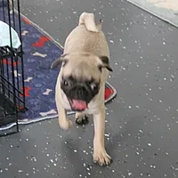 AKC Rosie's Female Puppy 1, a female Pug for sale in Mount Olive, NC – Photo 10 of 10