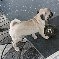 AKC Rosie's Female Puppy 1, a female Pug for sale in Mount Olive, NC – Photo 9 of 10