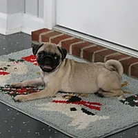 AKC Rosie's Female Puppy 1, a female Pug for sale in Mount Olive, NC – Photo 6 of 10