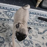 AKC Rosie's Female Puppy 1, a female Pug for sale in Mount Olive, NC – Photo 7 of 10