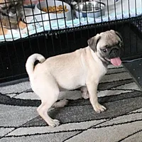 AKC Rosie's Female Puppy 1, a female Pug for sale in Mount Olive, NC – Photo 3 of 10