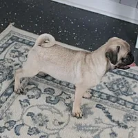 AKC Rosie's Female Puppy 1, a female Pug for sale in Mount Olive, NC – Photo 2 of 10