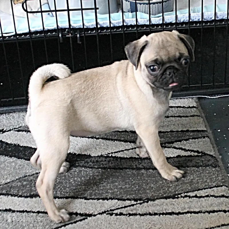 AKC Rosie's Female Puppy 1 – Pug puppy for sale in Mount Olive, NC