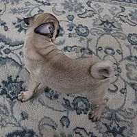 AKC Rosie's Female Puppy 1, a female Pug for sale in Mount Olive, NC – Photo 8 of 10