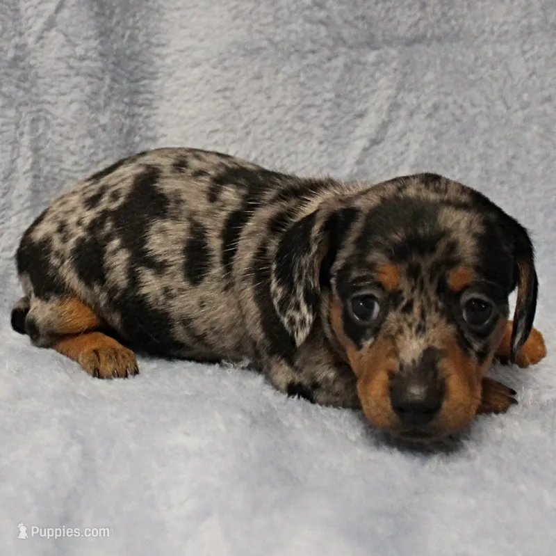 AKC Harleys Silver Dapple Female Puppy 1 – Miniature Dachshund puppy on hold in Mount Olive, NC