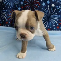 AKC Zoey's Blue & White Male Puppy 2, a male Boston Terrier for sale in Mount Olive, NC – 1 of 10