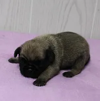  AKC Sandy's FawnMale Puppy 1, a male Pug for sale in Mount Olive, NC – 2 of 10