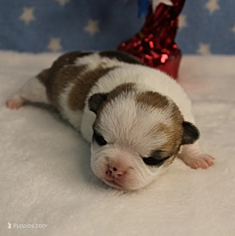 Angel's Fawn Sable on White/Party Male Puppy 1 – Chihuahua puppy for sale in Mount Olive, NC