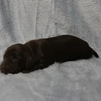 AKC Mae Mae's Chocolate Female Puppy 1, a female Miniature Dachshund for sale in Mount Olive, NC – 6 of 10