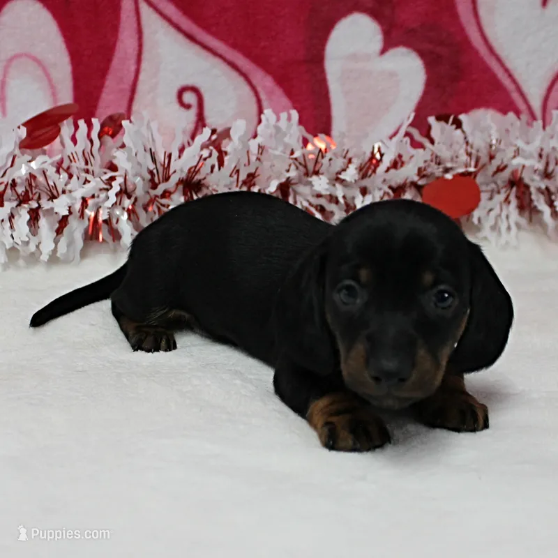 AKC Robin's Blk&Tan Male 5