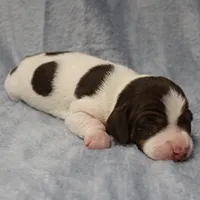 AKC Mae Mae's Black & White Piebald Male Puppy , a male Miniature Dachshund for sale in Mount Olive, NC – 4 of 10