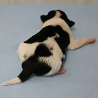 Chelsea's Black, White & Tan Party Male Puppy 2, a male Chihuahua for sale in Mount Olive, NC – 3 of 10