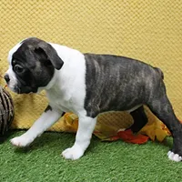 AKC Puddin's Black & White Brindle Male 2, a male Boston Terrier for sale in Mount Olive, NC – 4 of 7