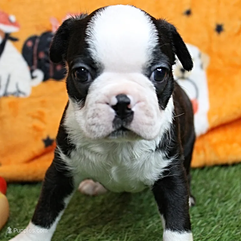 AKC Polly's Black & White Male Puppy 5 – Boston Terrier puppy for sale in Mount Olive, NC