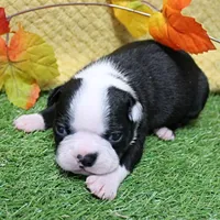 AKC Annie's Black & White Female Puppy 3, a  Boston Terrier for sale in Mount Olive, NC – 7 of 10
