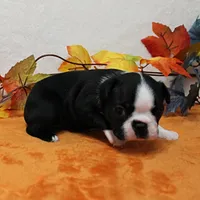 Annie's Black & White Female Puppy 4., a female Boston Terrier for sale in Mount Olive, NC – 4 of 10