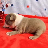 AKC Zoe's Blue & White Male Puppy 2, a male Boston Terrier for sale in Mount Olive, NC – 3 of 10