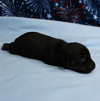 AKC Taylor's Black & Tan Male Puppy 4, a male Miniature Dachshund for sale in Mount Olive, NC – 1 of 10