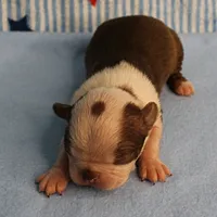 Zoe's Seal & White Male Puppy 4, a male Boston Terrier for sale in Mount Olive, NC – 3 of 10