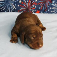 AKC Heidi's Chocolate & Tan Male Puppy 3, a male Miniature Dachshund for sale in Mount Olive, NC – 5 of 10
