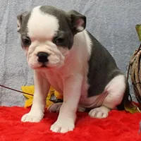 AKC Lula's Blue & White Male Puppy 2, a male Boston Terrier for sale in Mount Olive, NC – 7 of 10