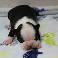 AKC Polly's Black & White Male Puppy 5, a male Boston Terrier for sale in Mount Olive, NC – 6 of 10