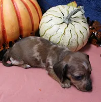 AKC Freckles Chocolate & Tan Dapple Female Puppy 5, a female Miniature Dachshund for sale in Mount Olive, NC – 9 of 10